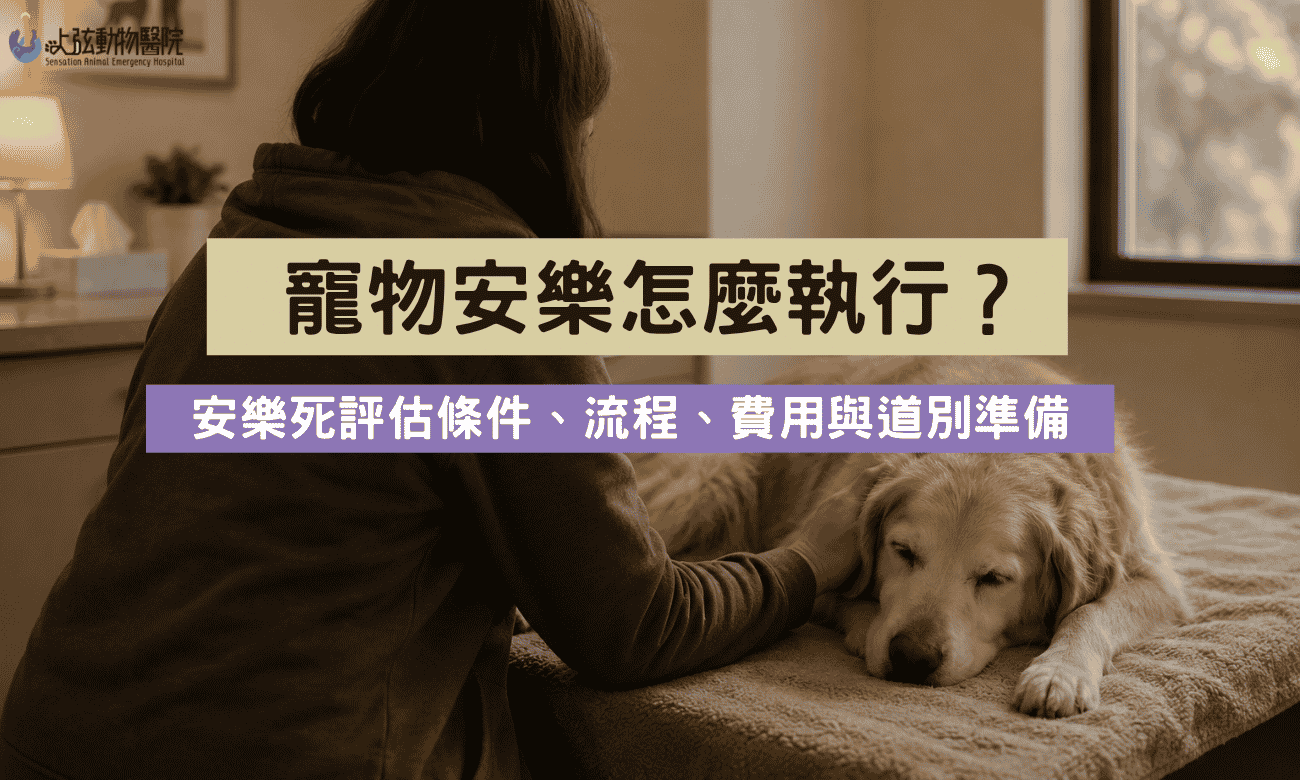 寵物安樂死怎麼執行？評估條件、流程、費用與道別準備 