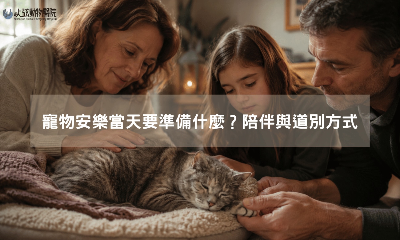 寵物安樂當天要準備什麼？陪伴與道別方式