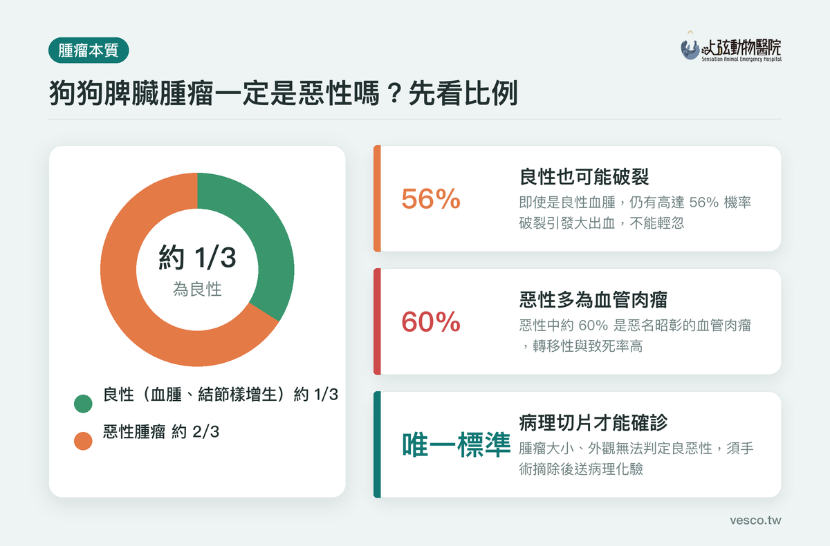 狗脾臟腫瘤良性與惡性比例,約三分之一為良性、惡性多為血管肉瘤