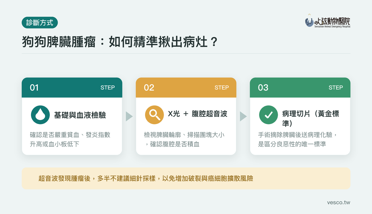 狗脾臟腫瘤診斷流程:血液檢驗、X光與腹腔超音波、病理切片三步驟