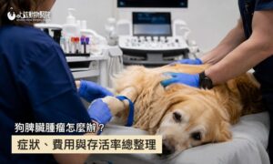 獸醫為黃金獵犬進行腹部超音波檢查，狗脾臟腫瘤的檢查與診斷場景