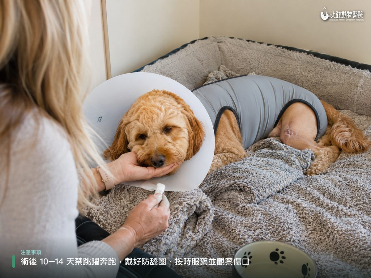 狗狗術後戴頭套、穿術後衣在家休養,飼主細心餵藥照護