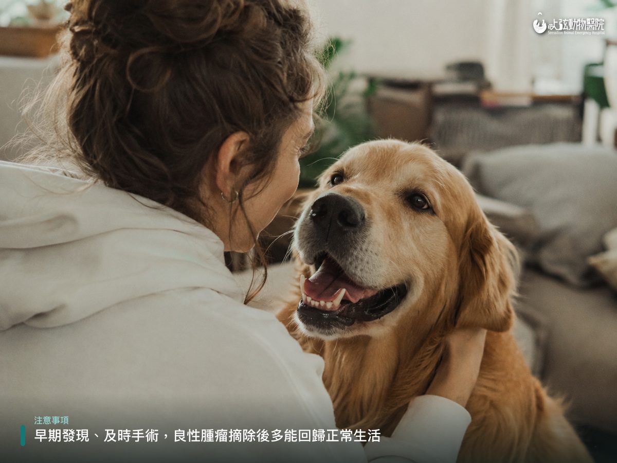 黃金獵犬與飼主開心對望互動,象徵脾臟腫瘤治療後回歸正常快樂生活