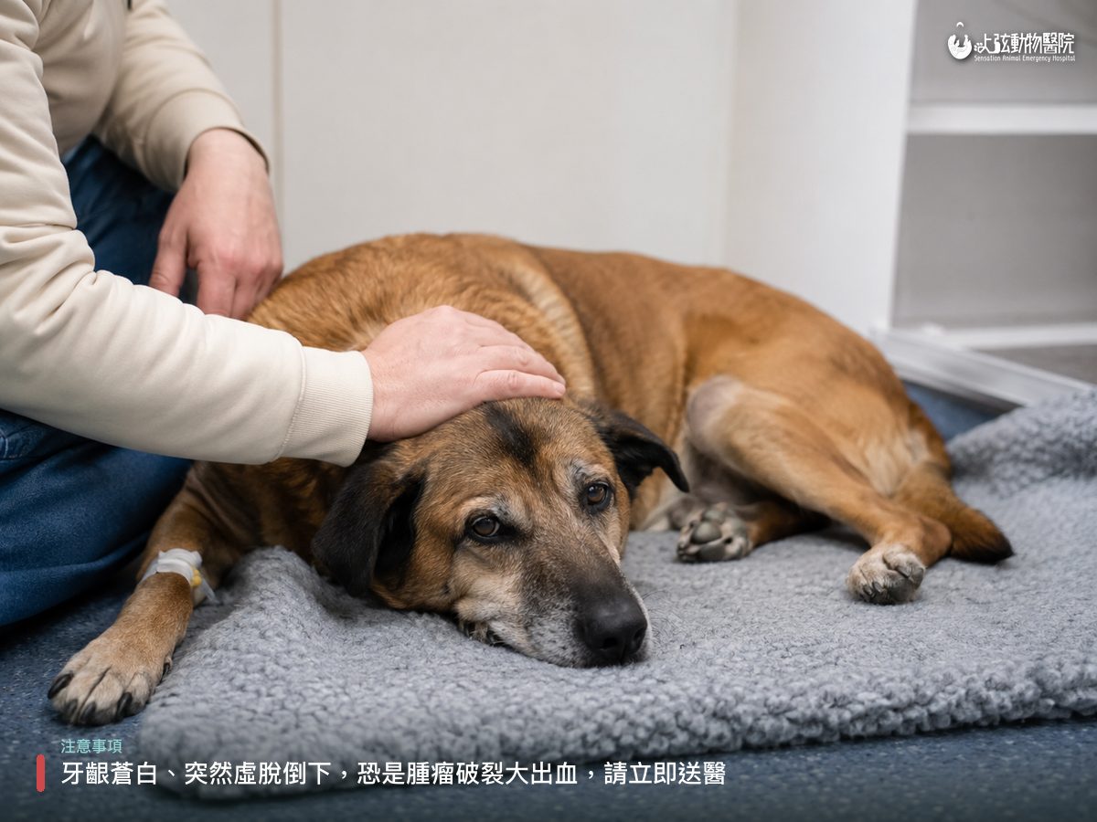 年長狗狗虛弱側躺、腳上留置針,飼主在旁輕撫安慰,呈現狗脾臟腫瘤不適的樣子