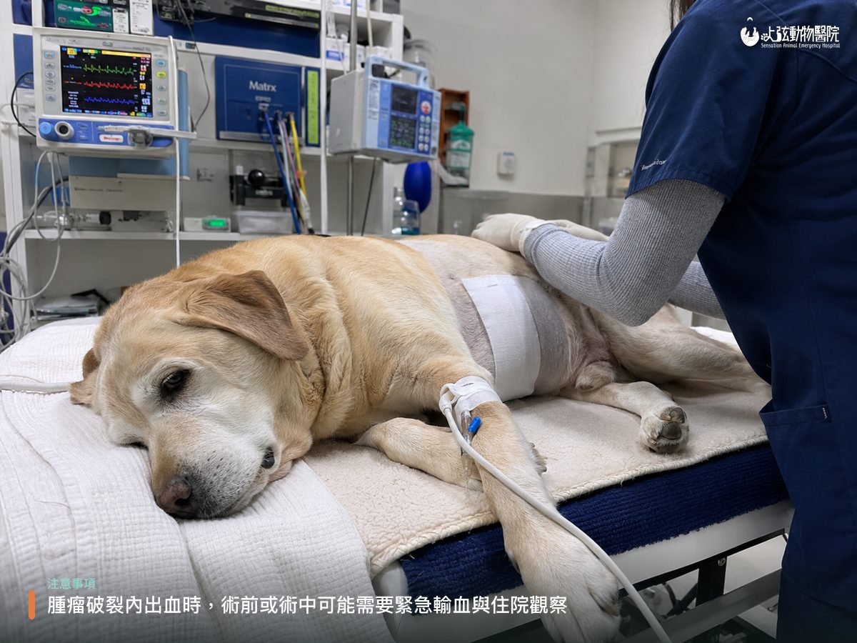 狗狗脾臟腫瘤手術後在住院區腹部包紮、打點滴,獸醫於一旁監測生命徵象