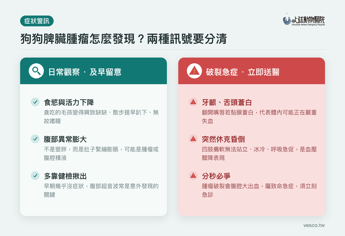 狗脾臟腫瘤症狀對照:日常觀察警訊與腫瘤破裂急症的緊急送醫徵兆