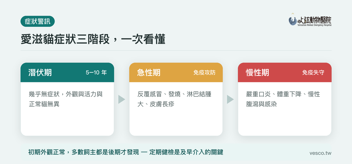愛滋貓症狀三階段:潛伏期、急性期、慢性期的主要表現