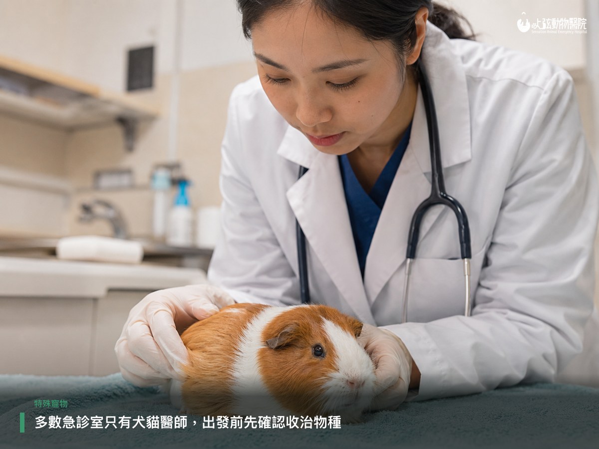 獸醫師戴手套為天竺鼠做理學檢查,天竺鼠趴在診療巾上,呈現特殊寵物看診情境