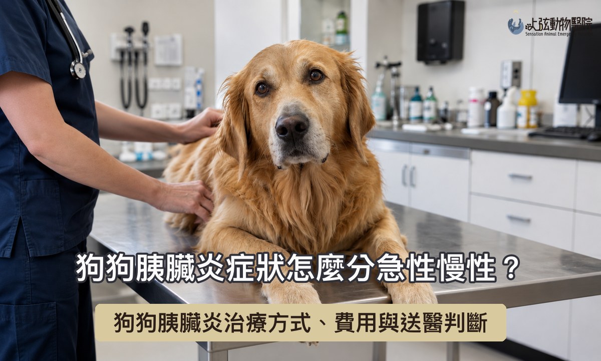 獸醫師的手放在趴在診療台上的黃金獵犬背上，狗狗抬頭看著鏡頭